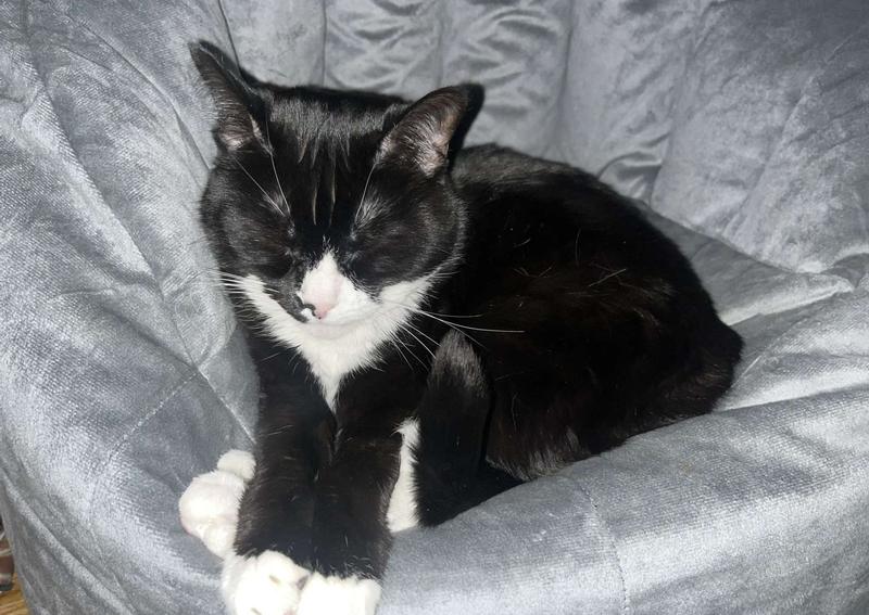 Chester Veterinary Clinic Chester veterinarians